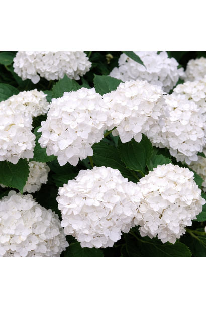 Гортензія Мадам Е. Мульє фото